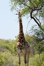Giraffe (4 von 94).jpg